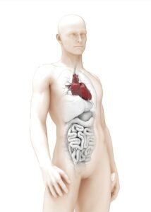 Εικόνα του ανθρωπίνου σώματος που θα χρησιμοποιηθεί στα διαδικτυακά σεμινάρια Ανατομίας, Φυσιολογίας, Παθολογίας με ολιστική Προσέγγιση.